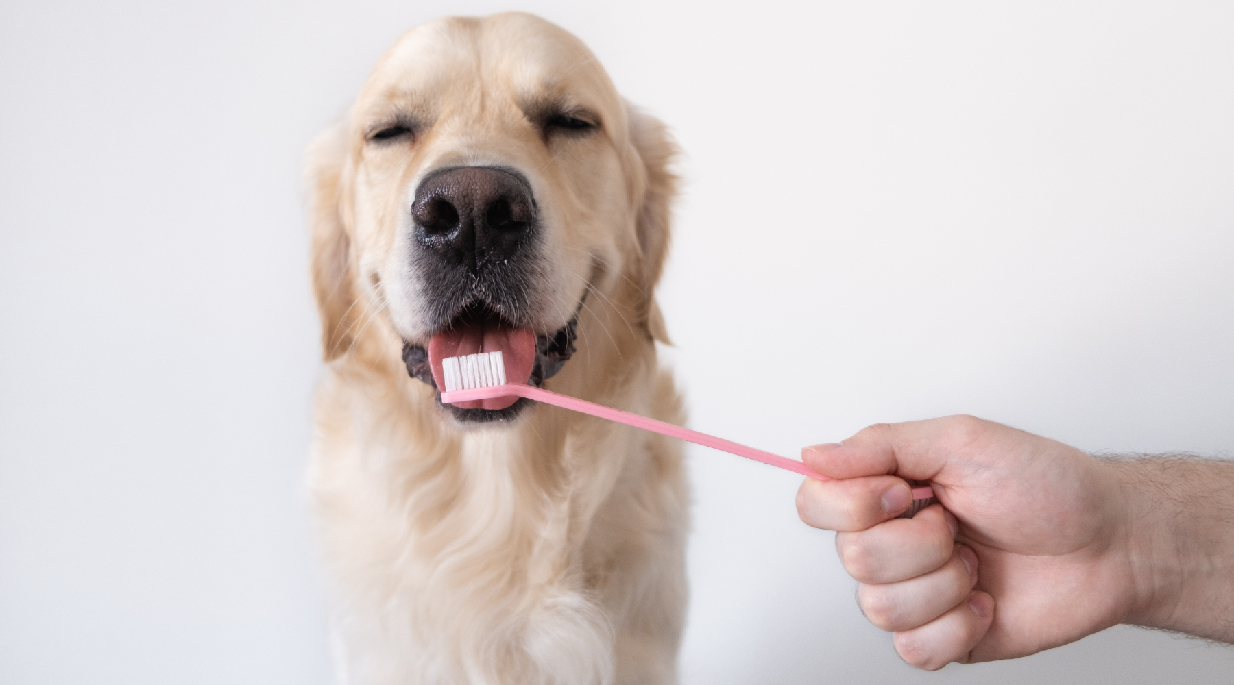 Chew on This: Why Your Dog’s Dental Health is More Than Bad Breath